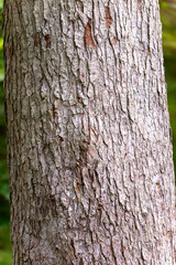 Texture d'un tronc de sapin en très gros plan