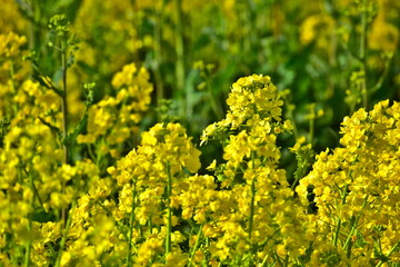 菜の花　岡山　笠岡ベイファーム
