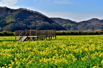 菜の花　岡山　笠岡ベイファーム