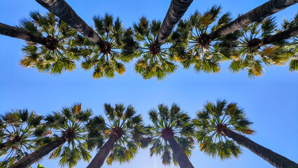 palm trees against blue sky