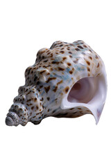 Exquisite Seashell: A close-up of a beautifully textured seashell, showcasing intricate patterns and a captivating spiral shape. A testament to the ocean's artistry. 