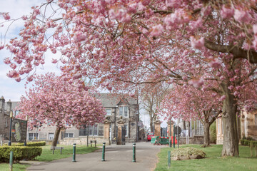 Scotland. The town of Dunfermline in spring. Cherry blossom