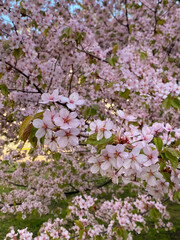 Branches of lush blooming cherry blossoms in spring, vibrant and delicate flowers symbolizing renewal and beauty