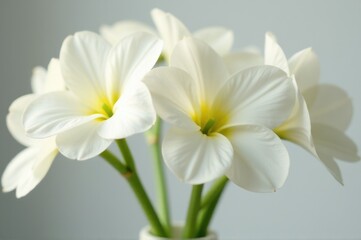 Fototapeta premium A simple yet elegant arrangement of white flowers sitting atop a table