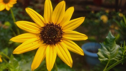 Sunflower is a beautiful Flower that is in the Yellow Colour .This is in the flower pot of garden . Sunflower is a flower which is used to make oil, Yellow sunflower blooms in garden 