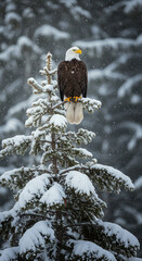 Bald Eagle on Snow Covered Pine Tree in Winter