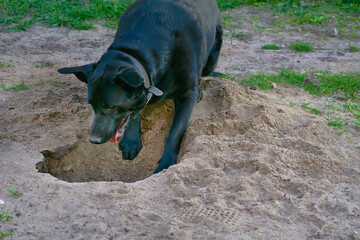 Black dog.Mix,crossbred German Shepherd and Labrador digs a hole