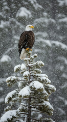 Bald eagle on snow covered pine tree