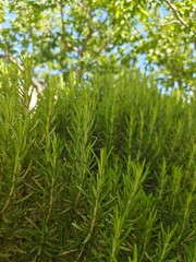 A vibrant close-up photograph of a rosemary (Rosmarinus officinalis) bush bathed in sunlight. The image conveys freshness, natural beauty, and the aromatic essence of this Mediterranean herb. Annaba. 