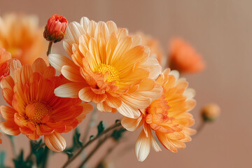 Bright marigold chrysanthemums in a soft pastel setting enhance the beauty of minimalistic floral design while showcasing warm colors and delicate petals