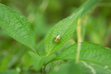 Japanese Green Lynx Spider (Oxyopes sertatus) with Sharp Spines, Waiting for Prey on a Leaf in Summer