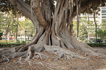 Massive banyan tree in the park of Valencia Spain