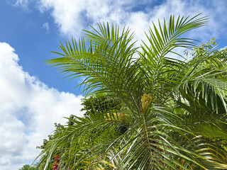 南国の植物と青空
