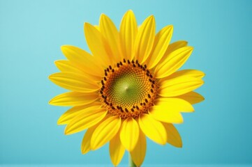 Obraz premium A bright and cheerful yellow sunflower against a calm blue sky or background