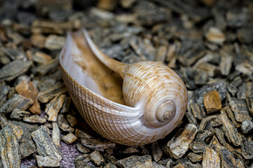 Elegant Ficus Gracilis Shell Nature's Intricate Ocean Art