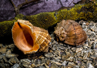 apana sea shells on gravel background