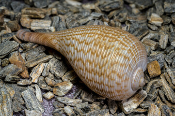Elegant Ficus Gracilis Shell Nature's Intricate Ocean Art