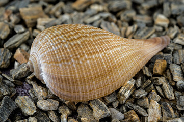 Elegant Ficus Gracilis Shell Nature's Intricate Ocean Art