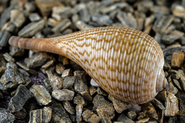 Elegant Ficus Gracilis Shell Nature's Intricate Ocean Art