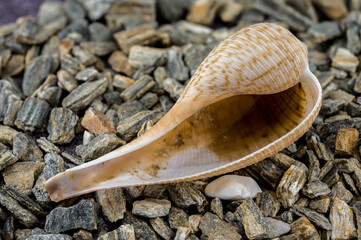 Elegant Ficus Gracilis Shell Nature's Intricate Ocean Art