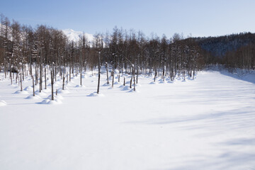 雪に覆われた青い池
