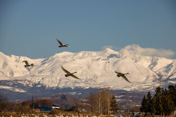 雪山と空を飛ぶ白鳥
