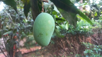 Green raw mango hanging on the tree,One Green Raw Mango fruits in the tree,Raw Mango hanging Garden small in the tree