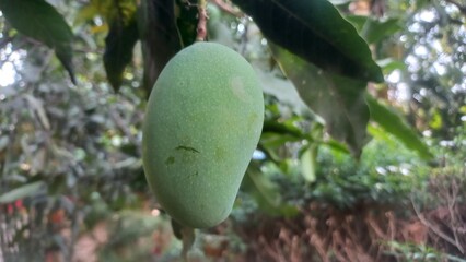 Green raw mango hanging on the tree,One Green Raw Mango fruits in the tree,Raw Mango hanging Garden small in the tree