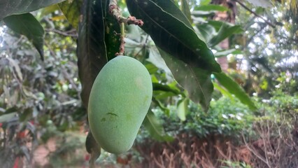 Green raw mango hanging on the tree,One Green Raw Mango fruits in the tree,Raw Mango hanging Garden small in the tree