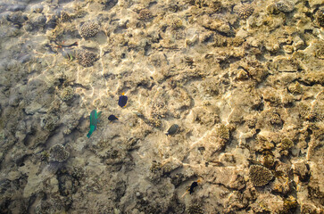 Colorful reef scene viewed from above in coastal resort area. Sunlight filters through clear water, illuminating coral and fish. Warm, inviting ambiance perfect for aquatic exploration