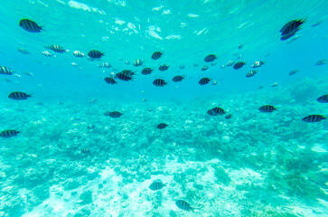 Vibrant underwater scene with numerous fish swimming amidst coral reefs. Sunlit azure waters create...