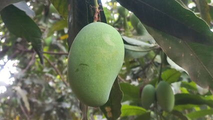 Green raw mango hanging on the tree,One Green Raw Mango fruits in the tree,Raw Mango hanging Garden small in the tree