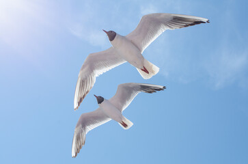 Obraz premium Two gulls gracefully soar through clear blue sky, their wings illuminated by sunlight. Gentle angle captures birds in mid-flight against serene backdrop, emphasizing freedom and natures beauty