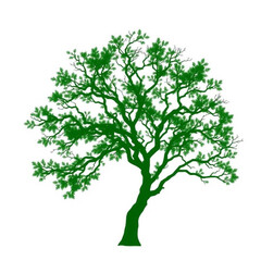 Obraz premium green tree isolated on white background | green tree vector 