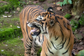 Portrait of a sumatran tiger at the captivity