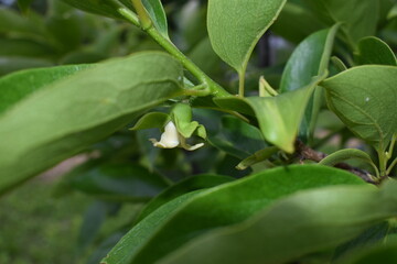White flower of persimmon fruit, orchard in spring.