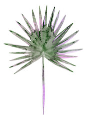 Palmetto watercolor fan palm leaf isolated on white