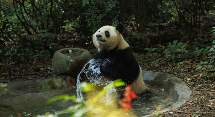 Giant panda cooling in water