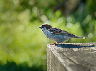 Sparrow perched on the edge of picnic table. Kaikoura. South Island.