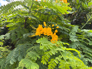 黄色いオウゴチョウの花が咲く