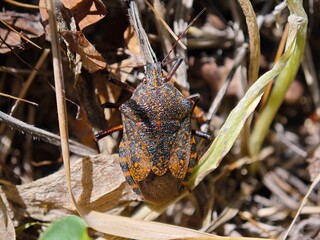 the bug on the ground