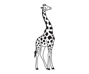 Obraz premium giraffe isolated on white