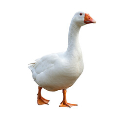 Standing white goose full body isolated on transparent background