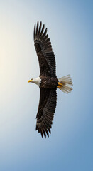 Bald Eagle Flying in Sky