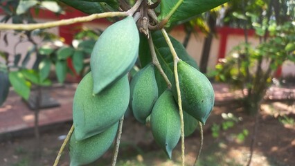Lots of green almond fruits hanging on the tree,Tropical green almond fruit hanging with tree,Lots of green almonds hanging on the tree,Green Almond fruits with Green leaves in tree 