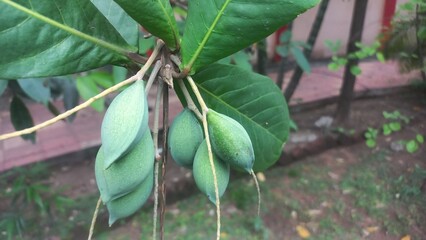 Lots of green almond fruits hanging on the tree,Tropical green almond fruit hanging with tree,Lots of green almonds hanging on the tree,Green Almond fruits with Green leaves in tree 