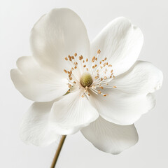 Fototapeta premium Elegant Minimalist Floral Photography for Modern Decor