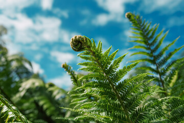 Close-up image of an unravelling fern frond against the background of blue sky. 