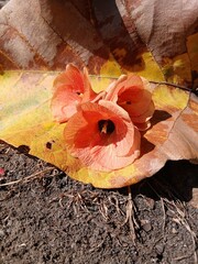 yellow hibiscus flower on dry leaves
