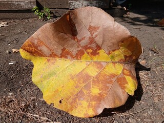 dry yellow and brown hibiscus leaves fall on the ground.
Texture of dry leaves on the lawn,use for backdrop or web design.